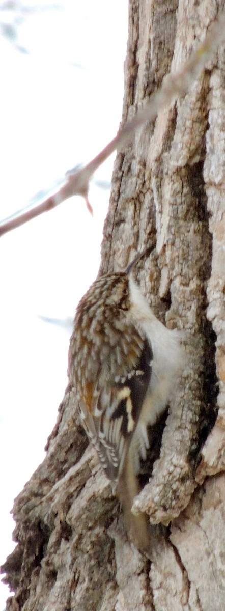 Brown Creeper - ML620875826