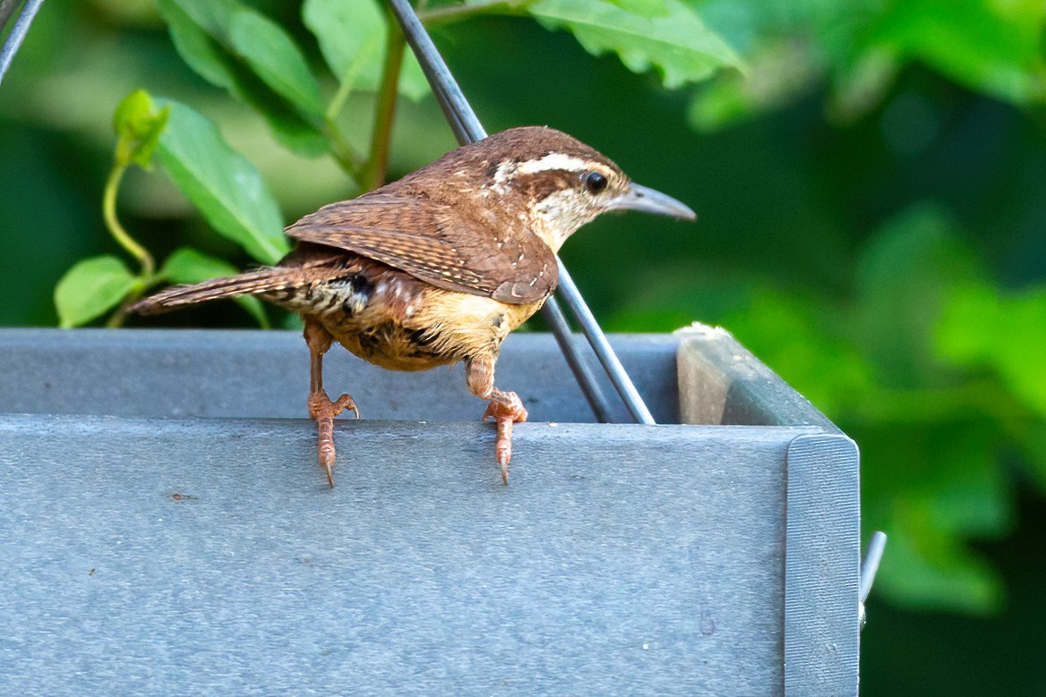 Carolina Wren - ML620875827