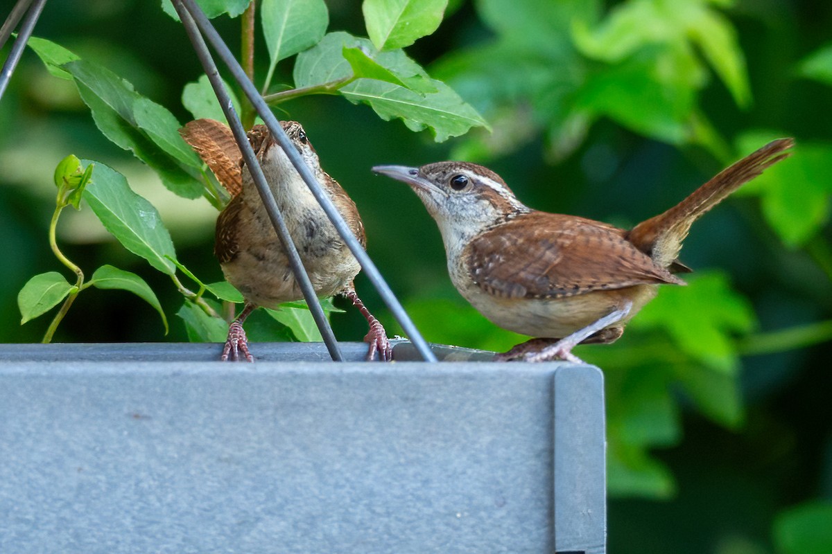 Carolina Wren - ML620875829