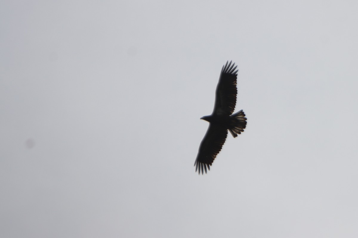 Bald Eagle - ML620875831