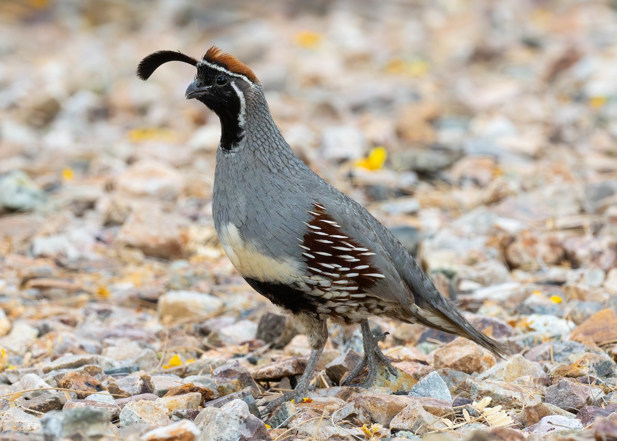 Gambel's Quail - ML620875834