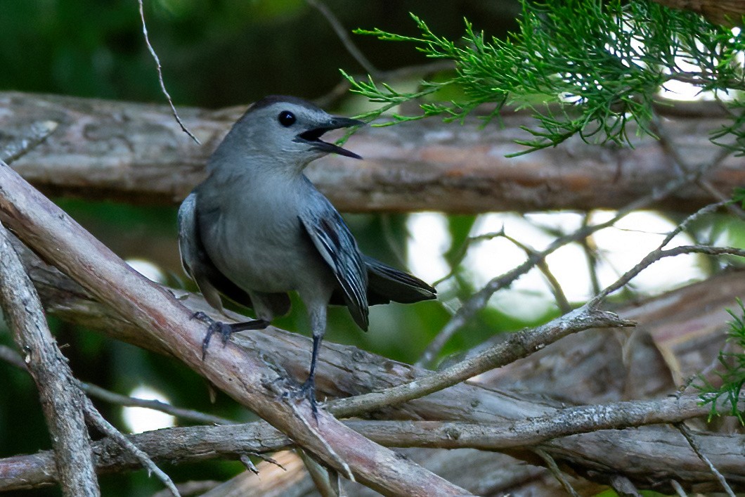 Gray Catbird - ML620875838