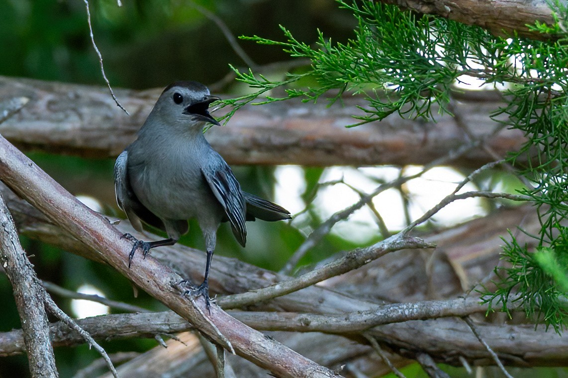 Gray Catbird - ML620875839