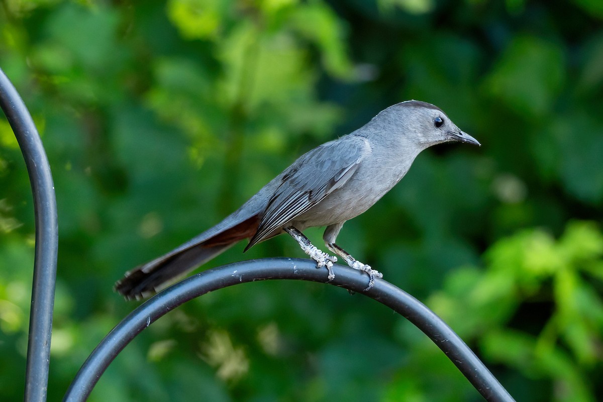 Gray Catbird - ML620875840