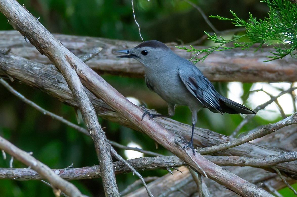 Gray Catbird - ML620875841