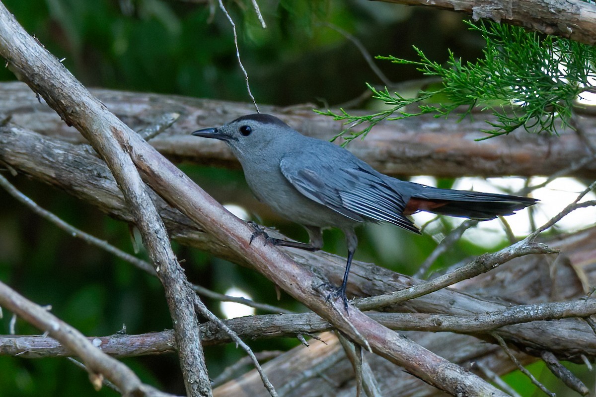 Gray Catbird - ML620875842