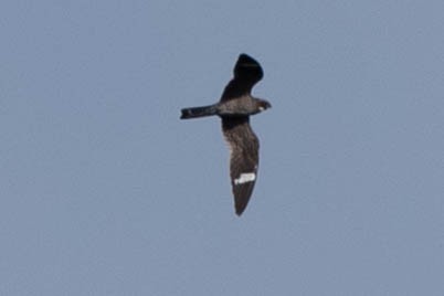 Common Nighthawk - ML620875847