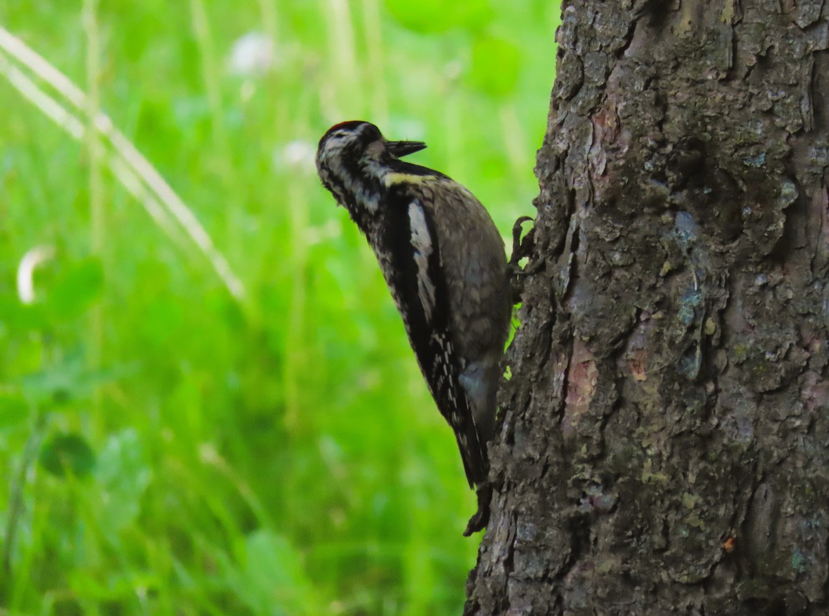 Yellow-bellied Sapsucker - ML620875855