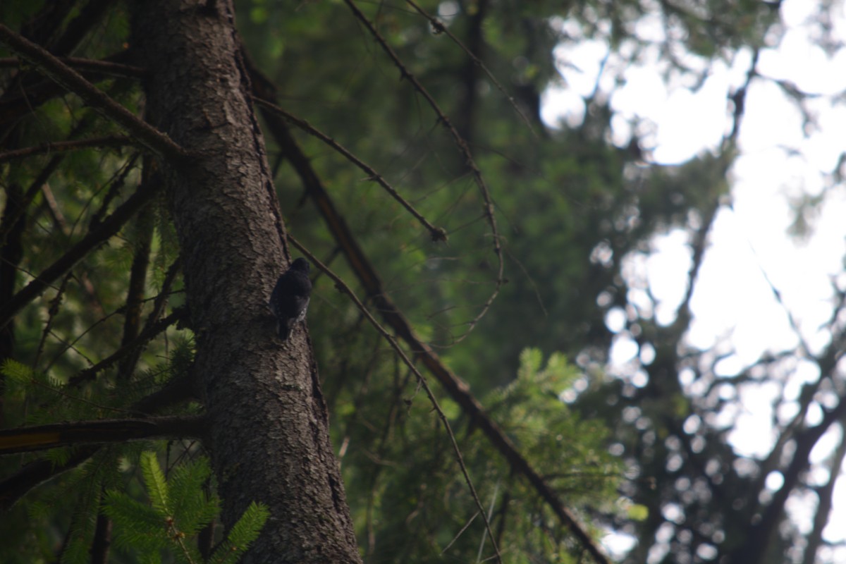 Black-backed Woodpecker - ML620875860