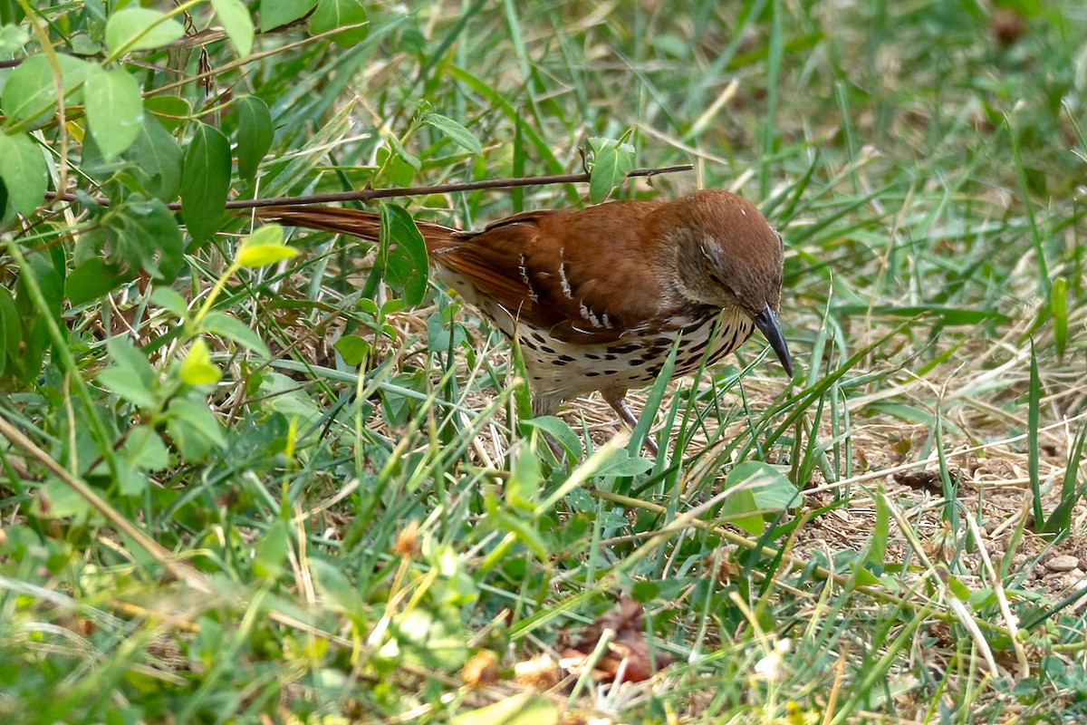 Brown Thrasher - ML620875862