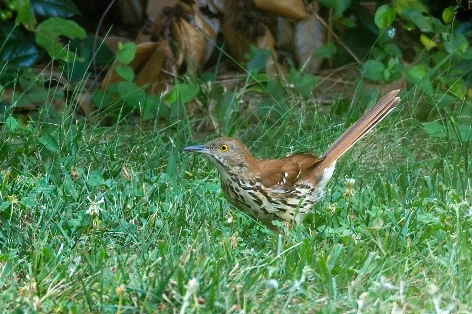 Brown Thrasher - ML620875863