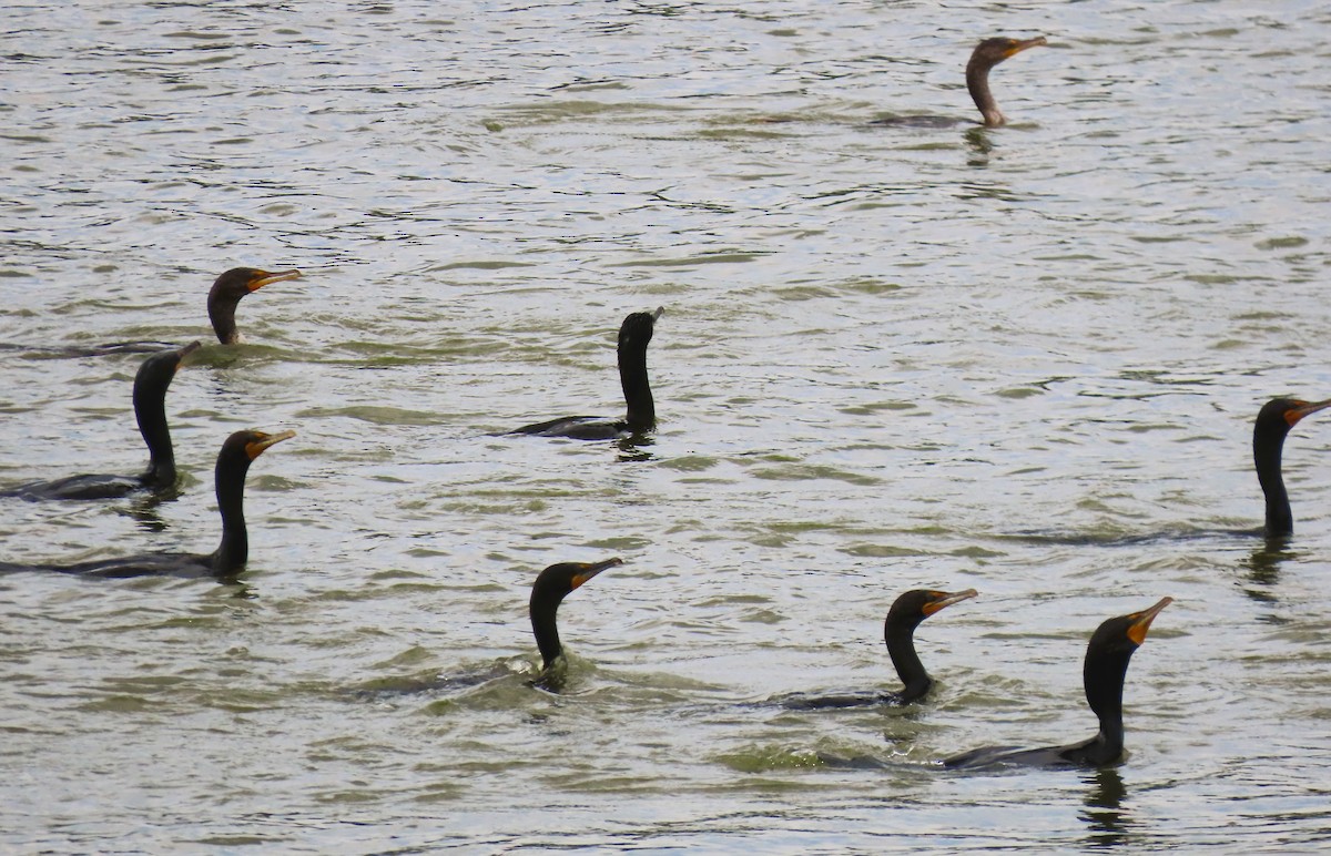 Double-crested Cormorant - ML620875869