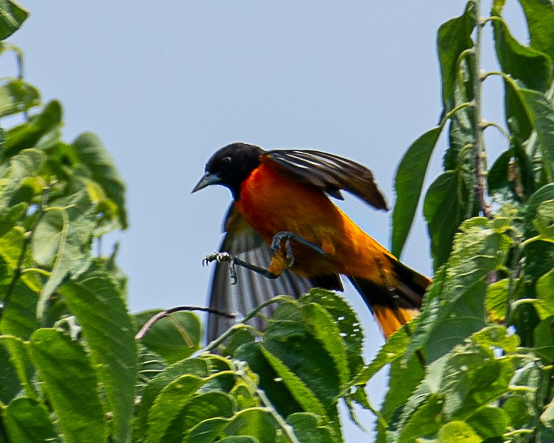 Baltimore Oriole - ML620875886