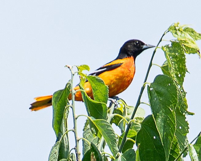 Baltimore Oriole - ML620875887