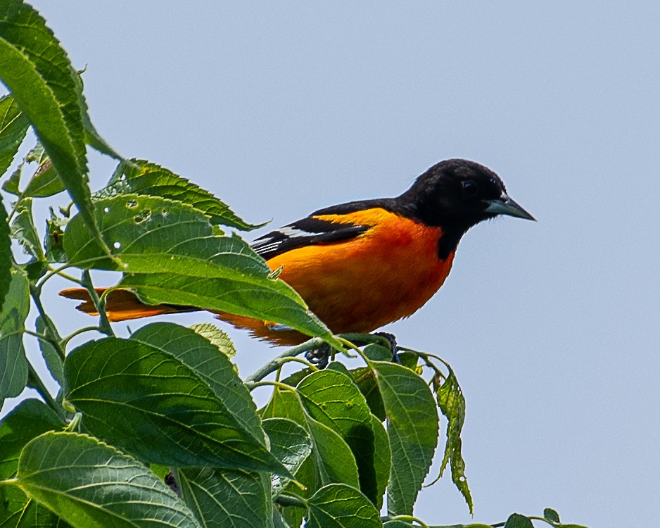 Baltimore Oriole - ML620875888