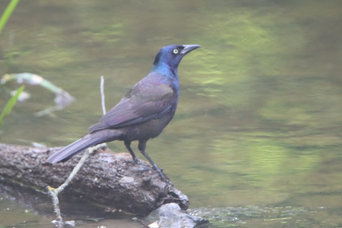 Common Grackle - ML620875889