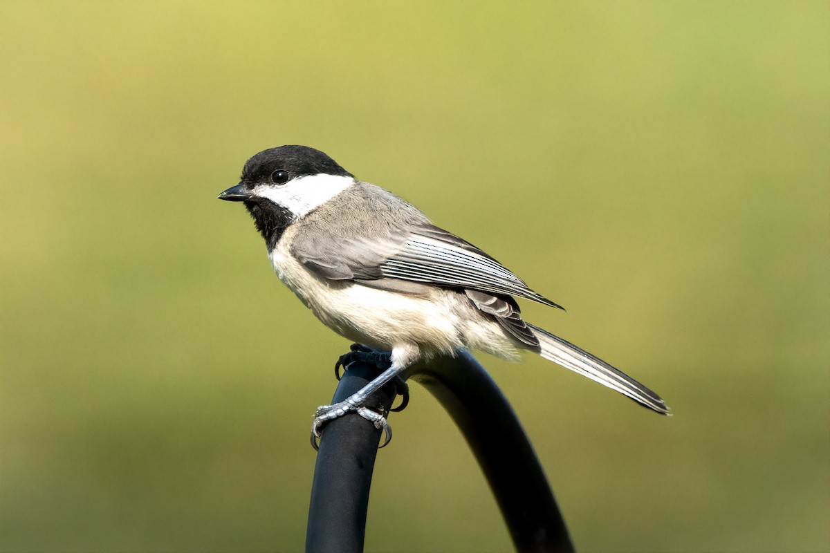 Carolina Chickadee - ML620875890