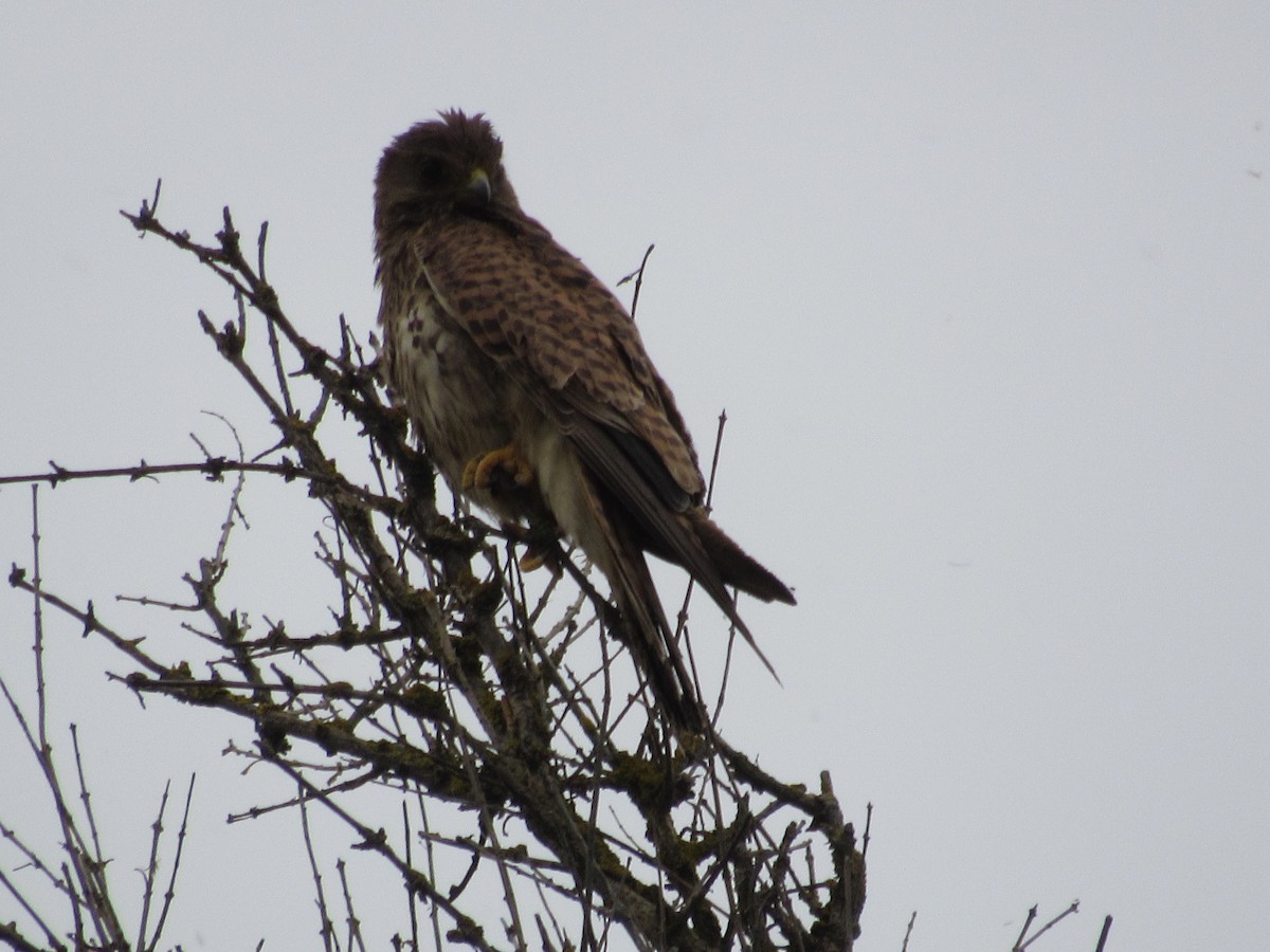 Eurasian Sparrowhawk - Roger Hedge