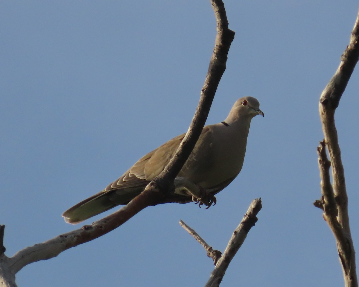 Eurasian Collared-Dove - ML620875904