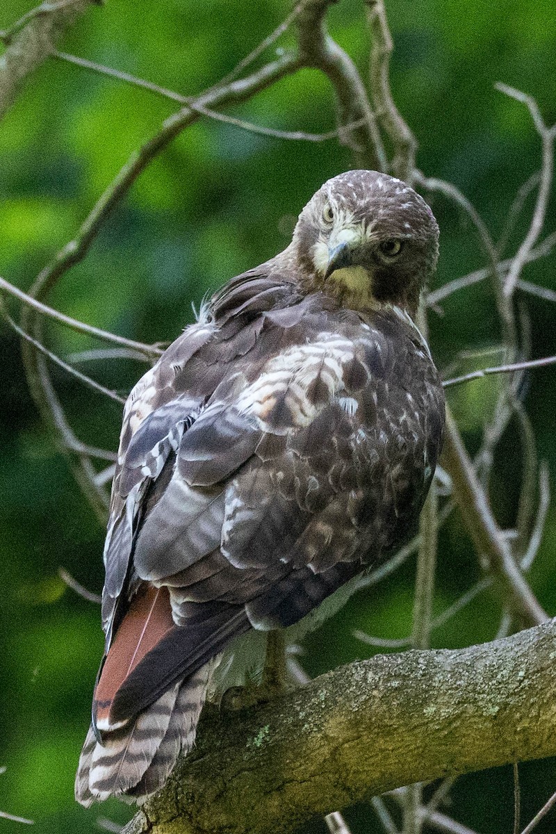 Red-tailed Hawk - ML620875908