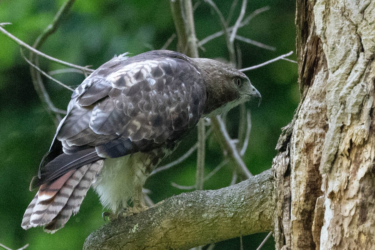 Red-tailed Hawk - ML620875909