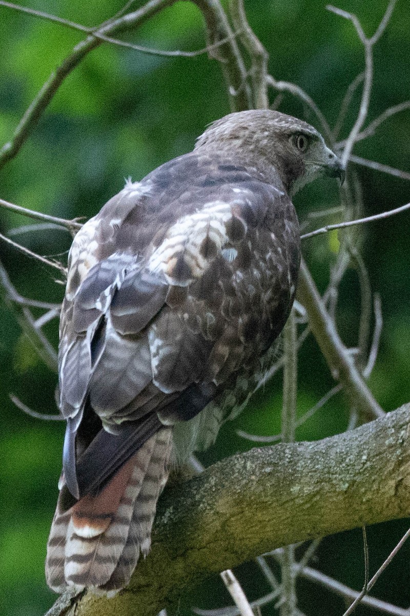 Red-tailed Hawk - ML620875910