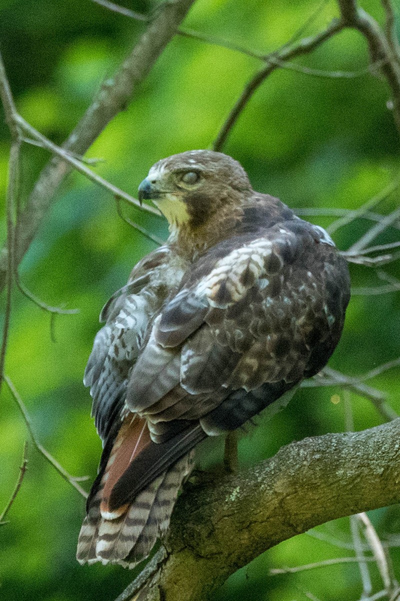 Red-tailed Hawk - ML620875912