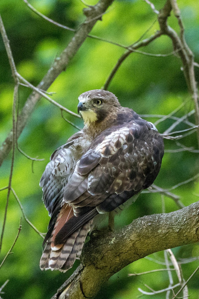 Red-tailed Hawk - ML620875913
