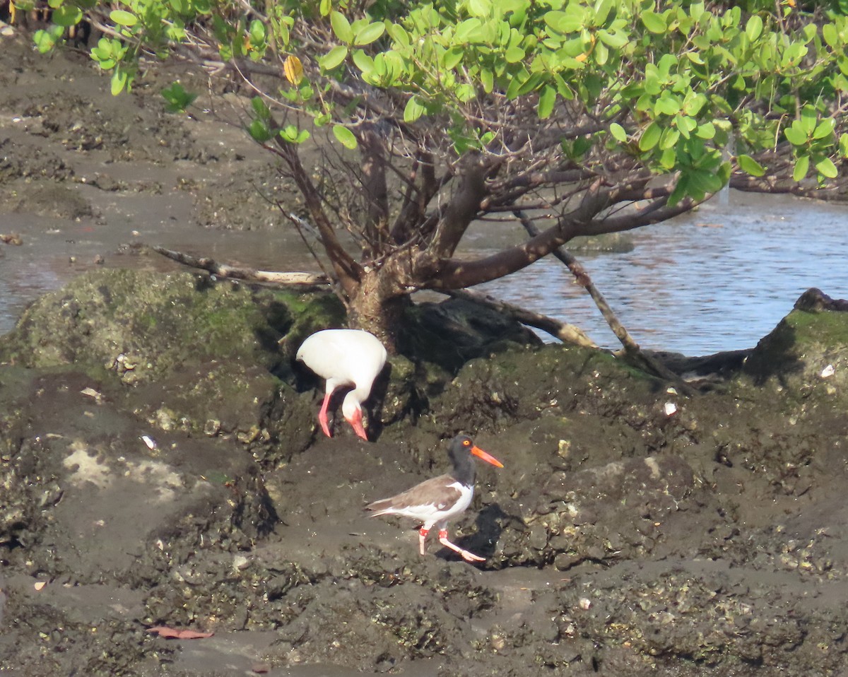 American Oystercatcher - ML620875920