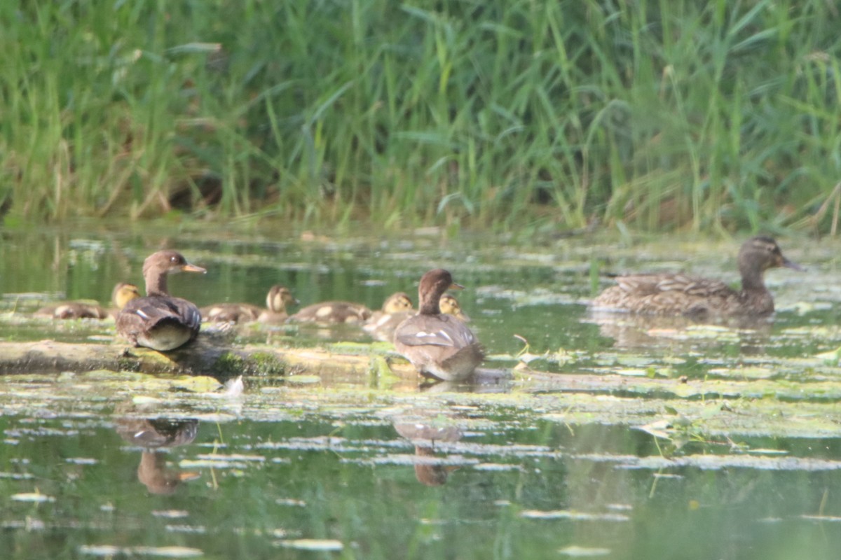 Canard colvert - ML620875922