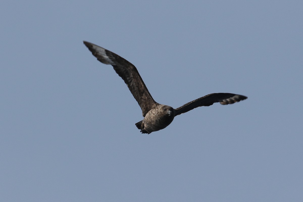 Great Skua - ML620875924