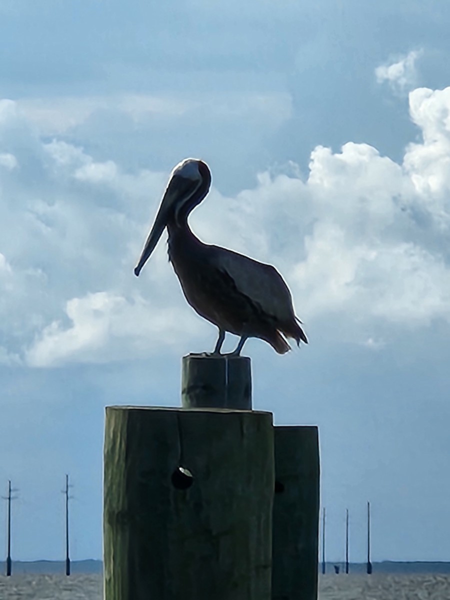 Brown Pelican - ML620875938