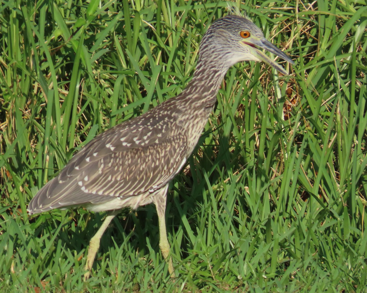 Yellow-crowned Night Heron - ML620875943