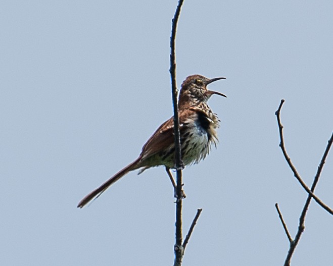 Brown Thrasher - ML620875949