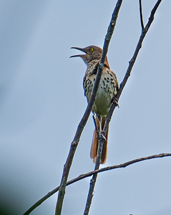 Brown Thrasher - ML620875951