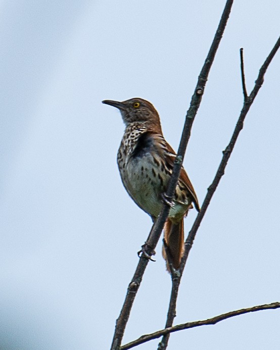 Brown Thrasher - Martin Tremblay