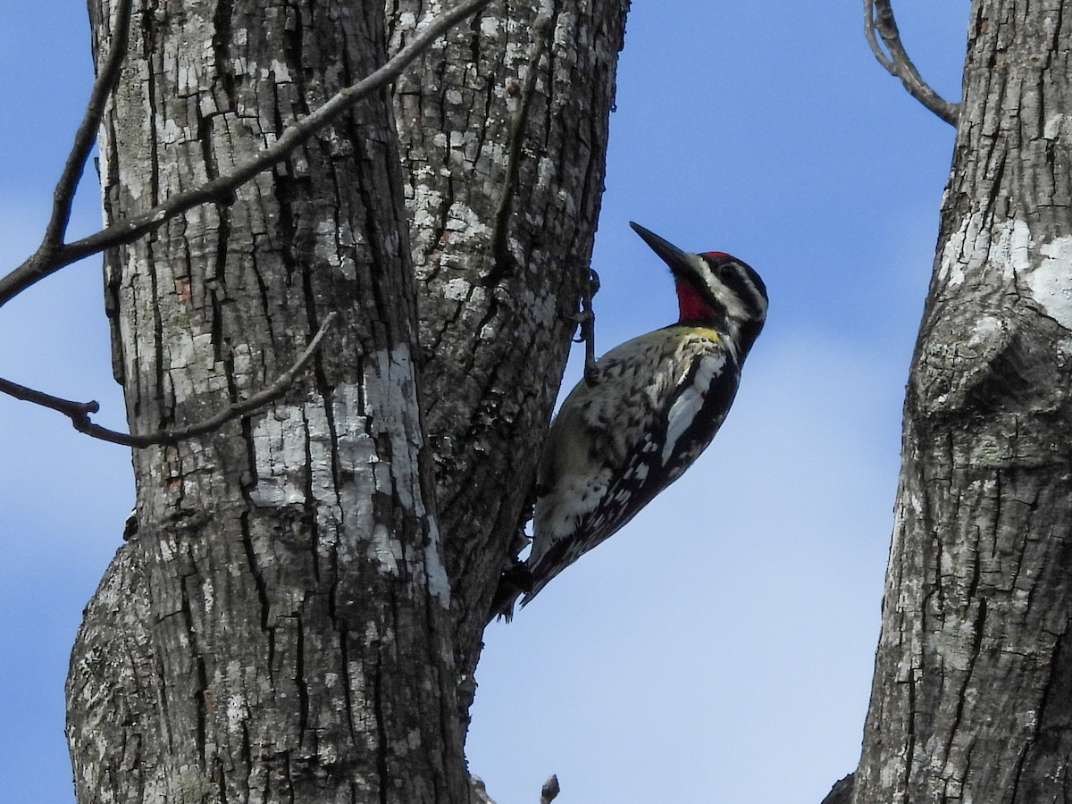 Yellow-bellied Sapsucker - ML620875969