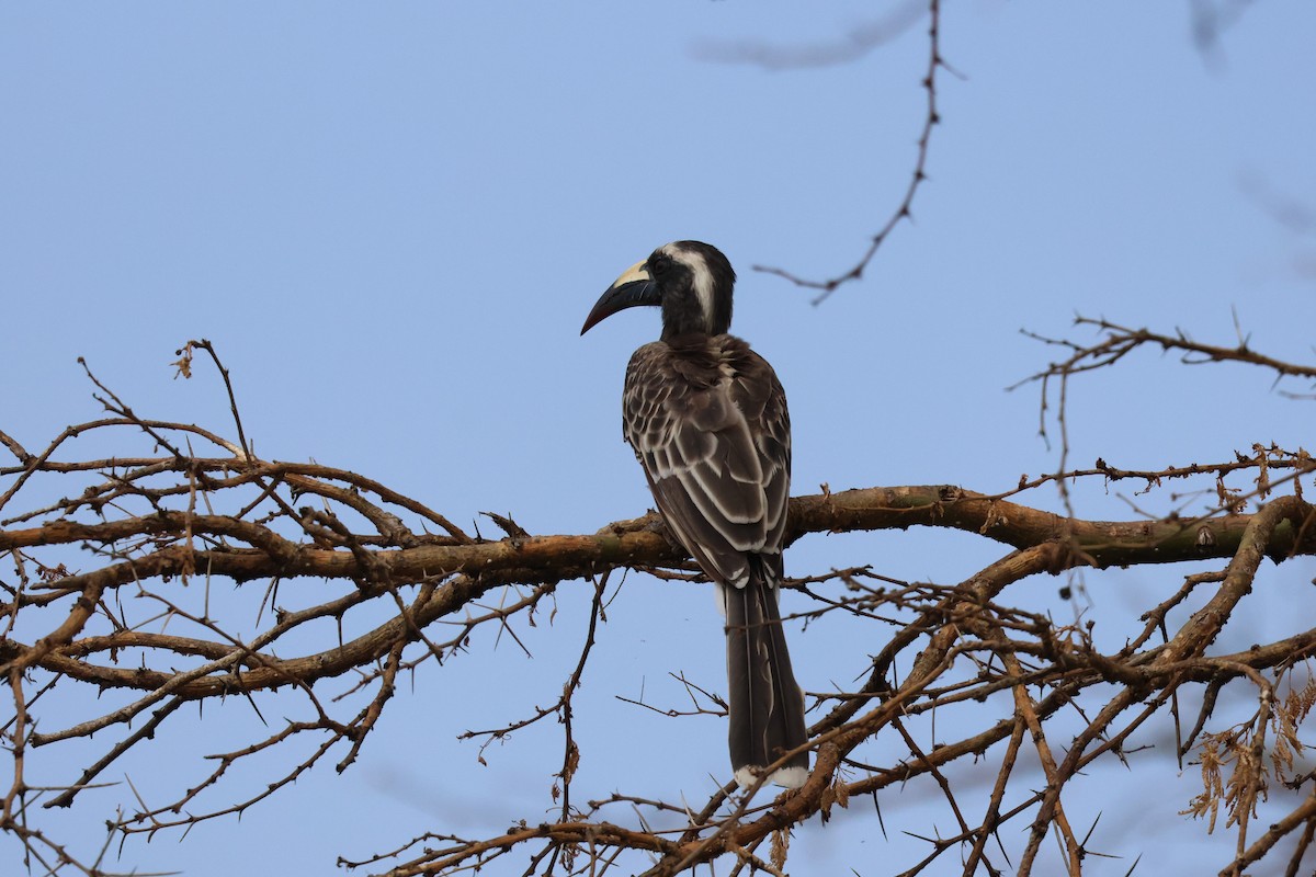 African Gray Hornbill - ML620875975