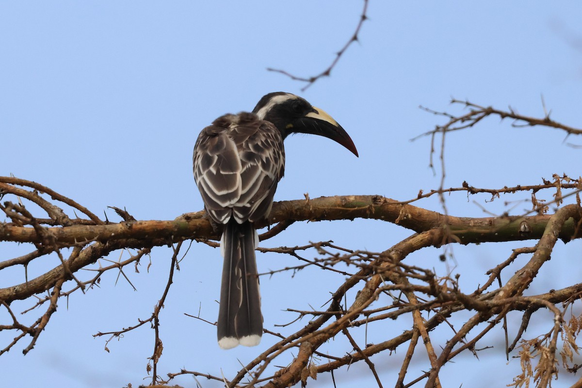 African Gray Hornbill - ML620875978