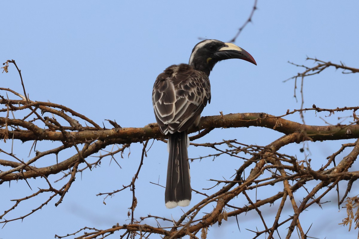 African Gray Hornbill - ML620875991