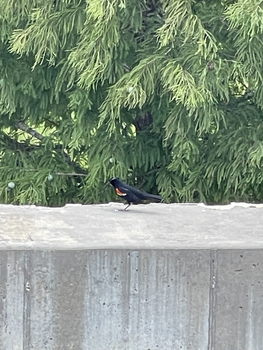 Red-winged Blackbird - ML620875995