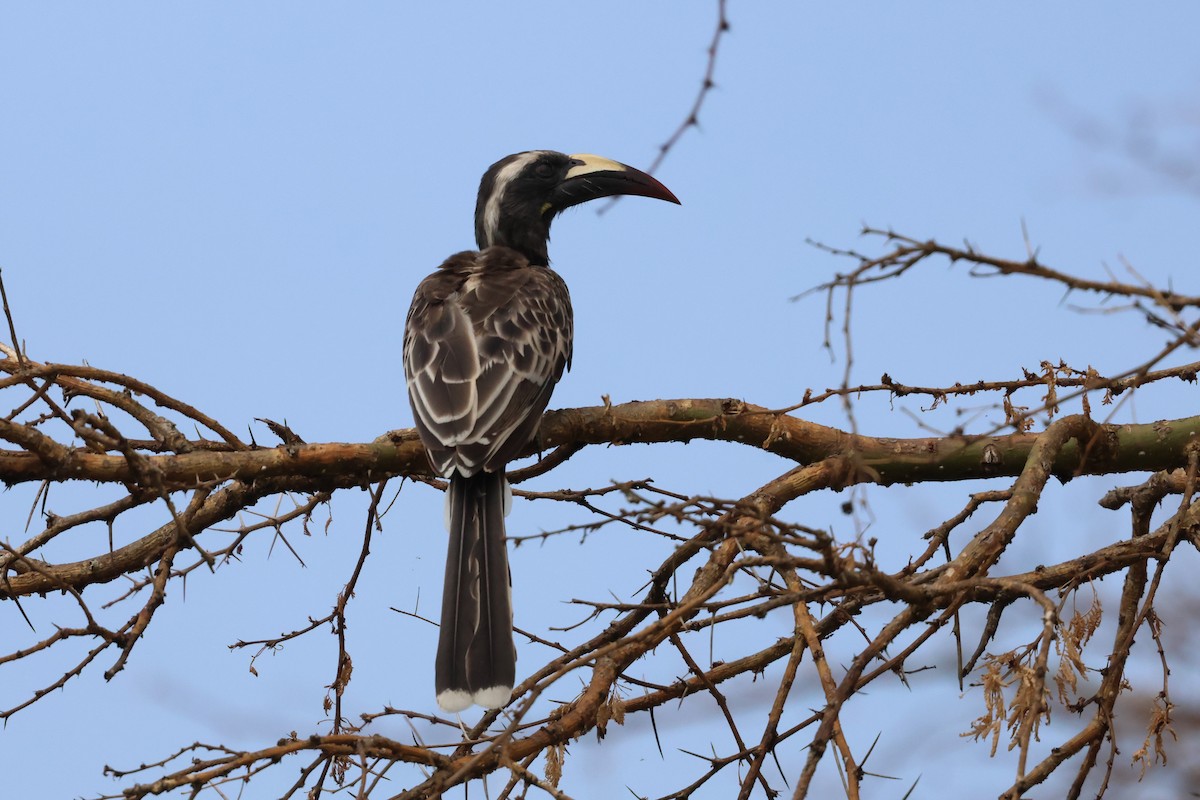 African Gray Hornbill - ML620875997