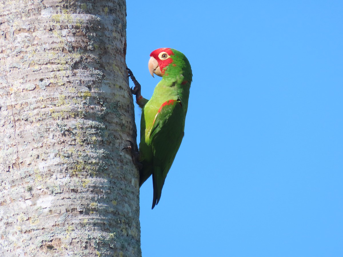 Red-masked Parakeet - ML620876005