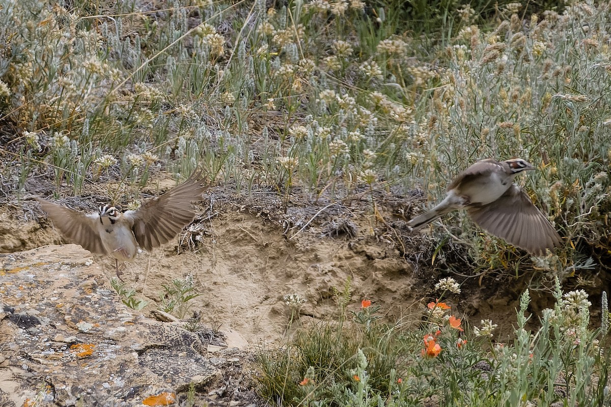 Lark Sparrow - ML620876010