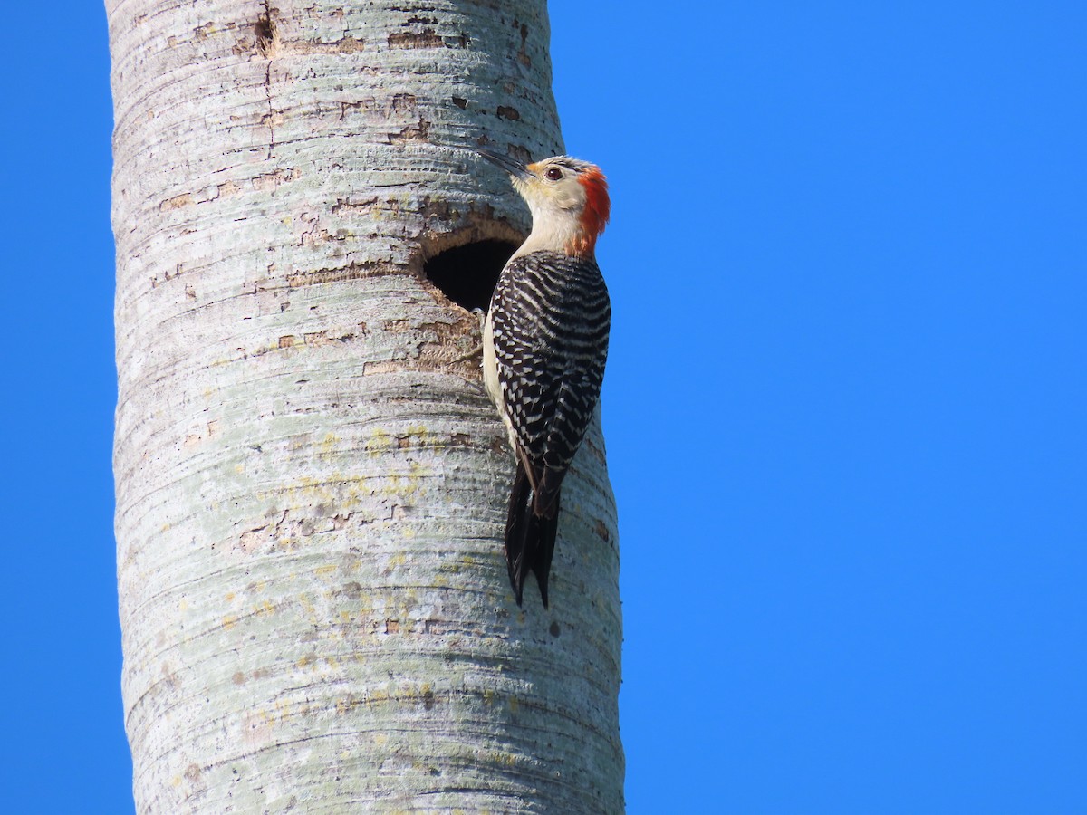 Red-bellied Woodpecker - ML620876012