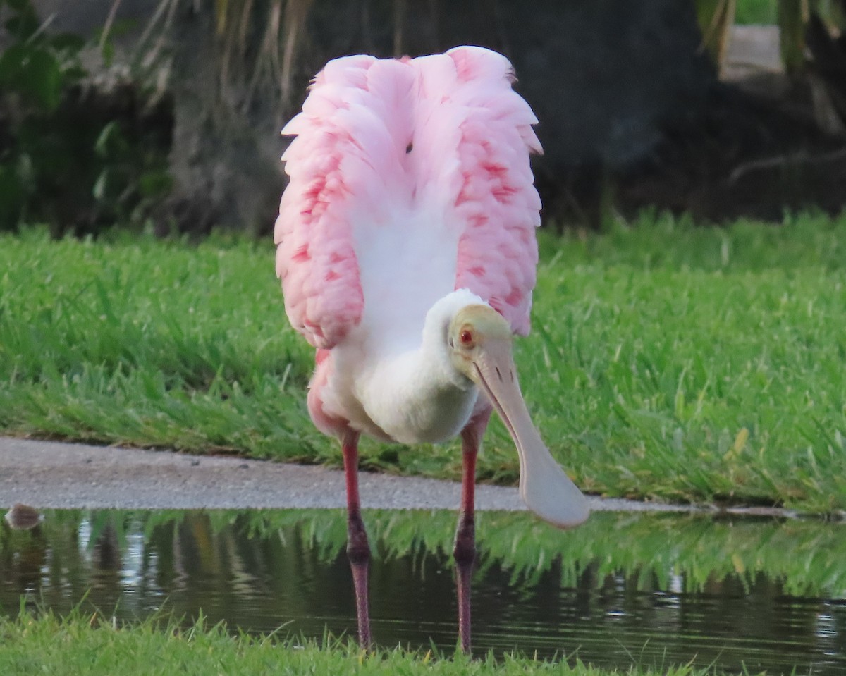 Roseate Spoonbill - ML620876016