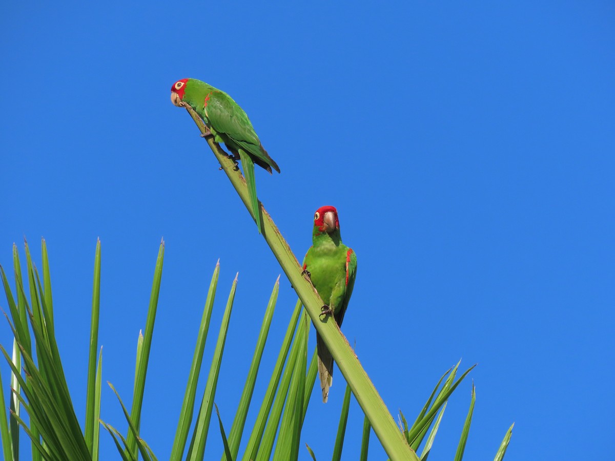 Guayaquil Papağanı - ML620876017