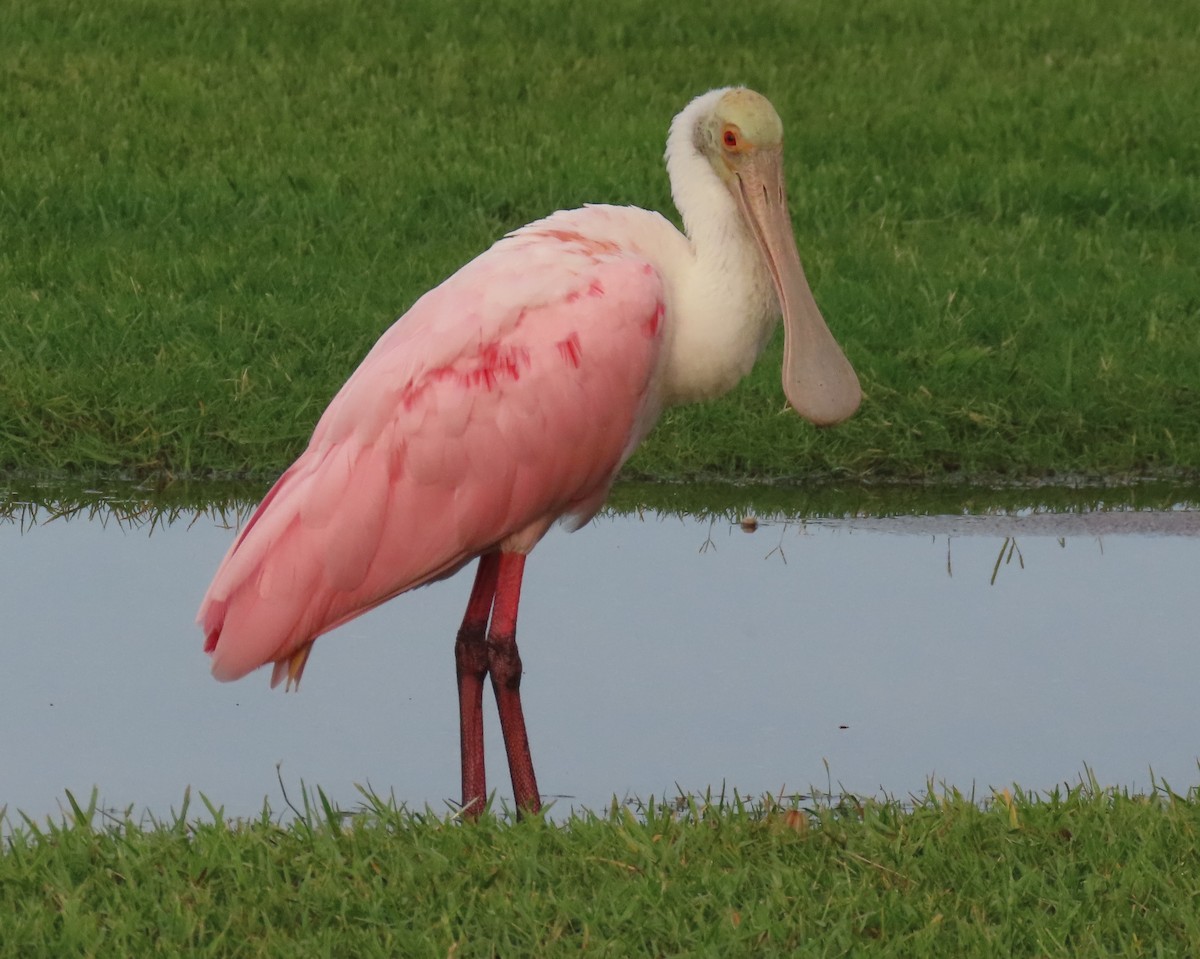 Roseate Spoonbill - ML620876020