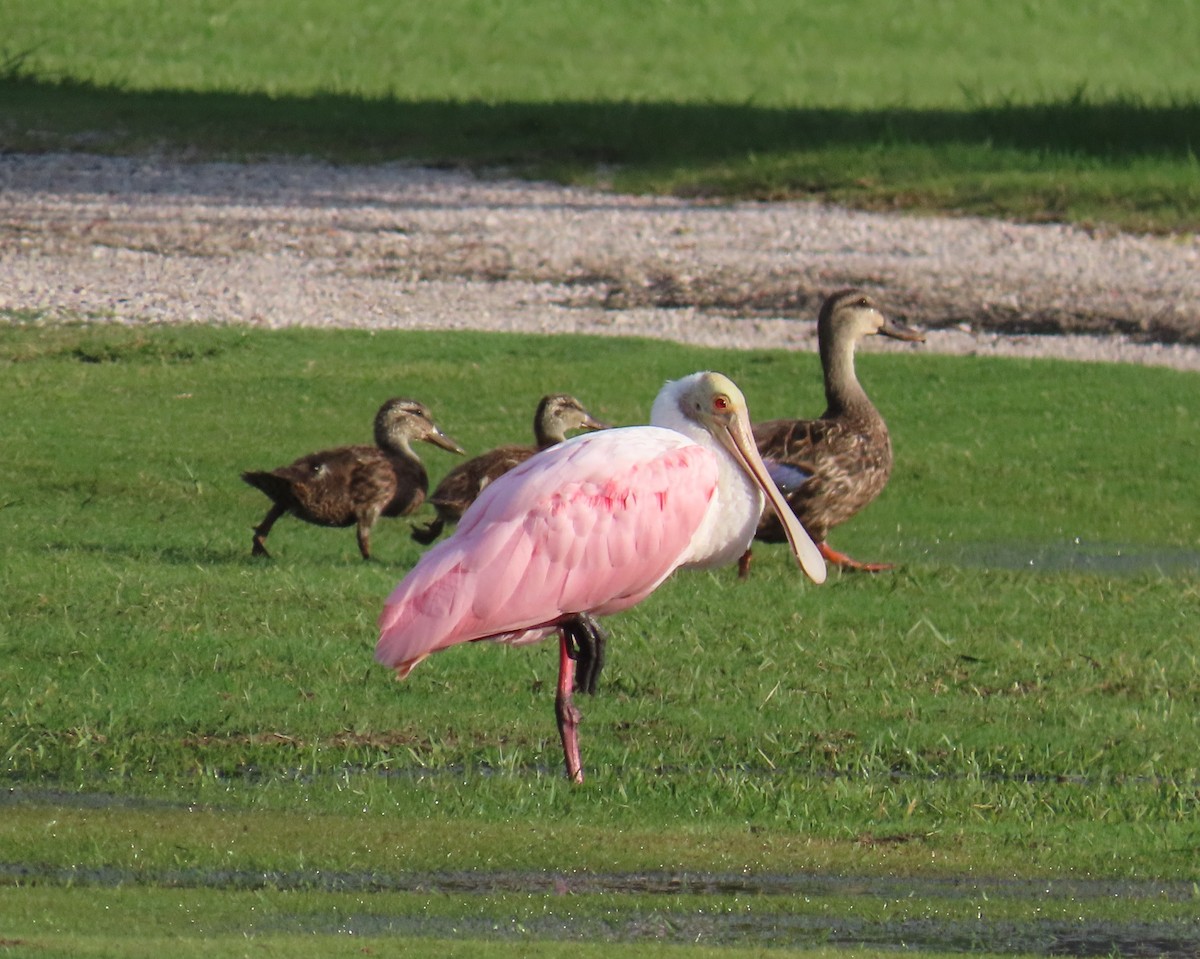 Roseate Spoonbill - ML620876021