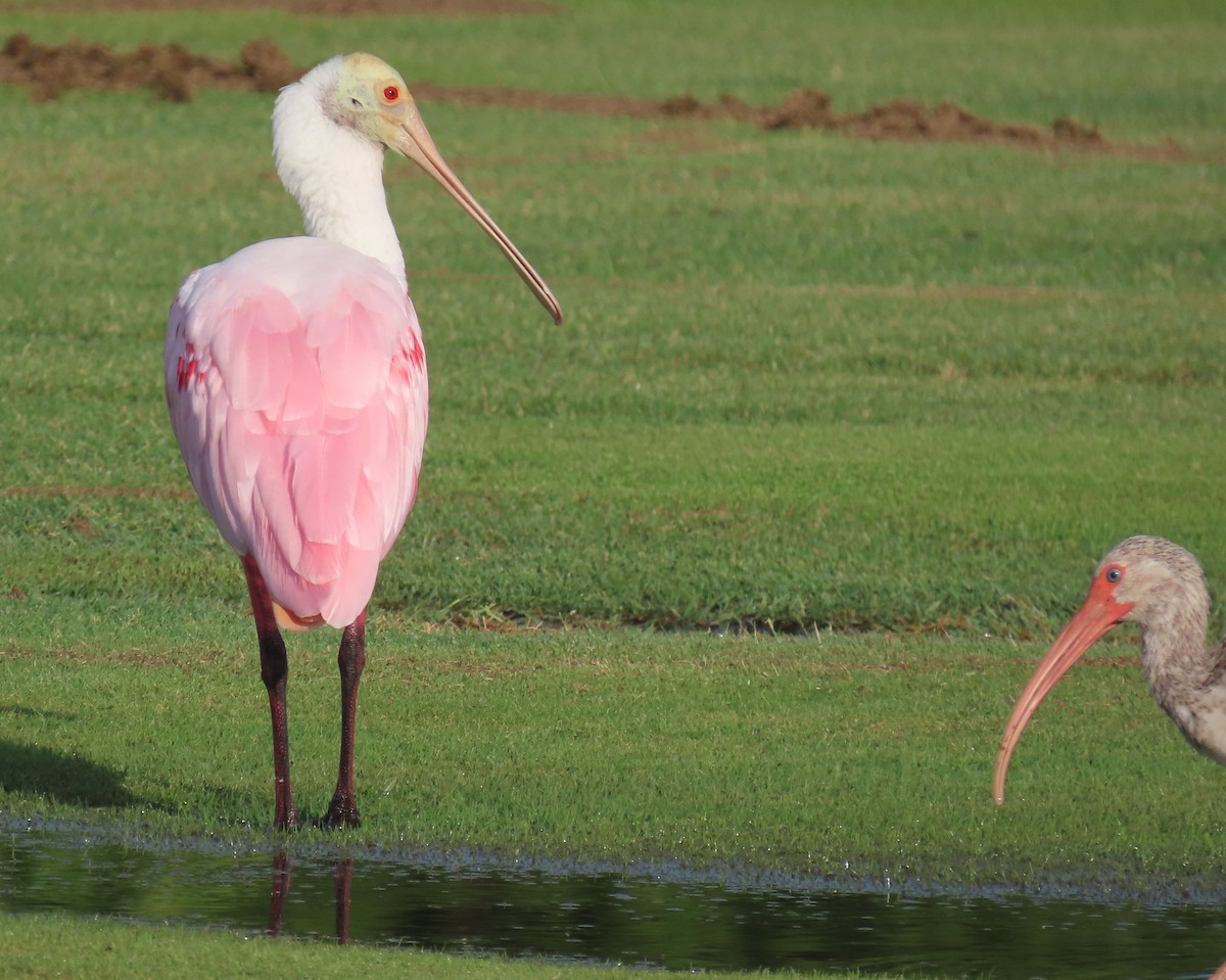 Roseate Spoonbill - ML620876024